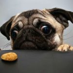 Getting started with Pug template engine