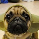 Server Side Variable Interpolation with Pug